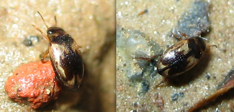 Coleottero (semi-)acquatico: Hydroglyphus geminus